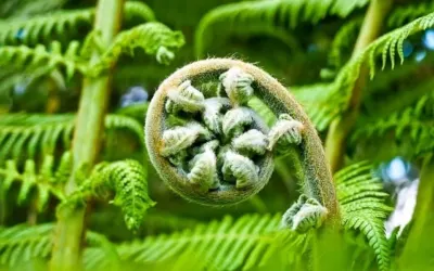 Wrocławski Ogród Botaniczny. Warto tu zajrzeć!