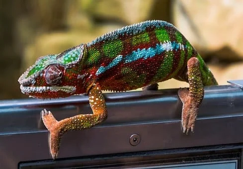 EXOTICA – giełda zwierząt egzotycznych we Wrocławiu już 17 grudnia