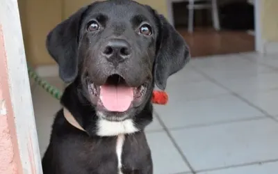 czarny labrador na smyczy