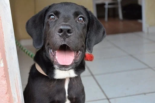 czarny labrador na smyczy