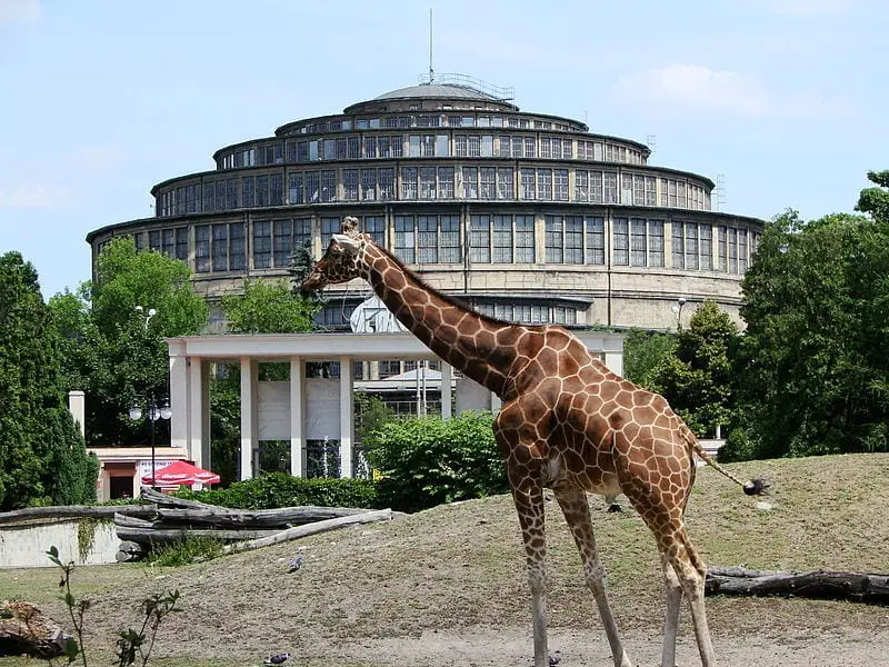 Wrocławskie ZOO, czyli najstarszy ogród zoologiczny w Polsce