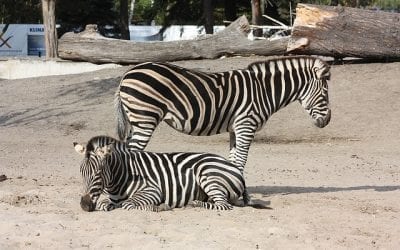 Wrocławskie ZOO – jak dotrzeć