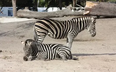 zebra w zoo wrocław