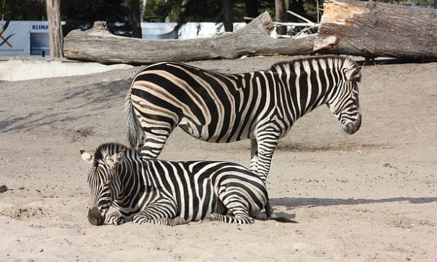 Wrocławskie ZOO – jak dotrzeć