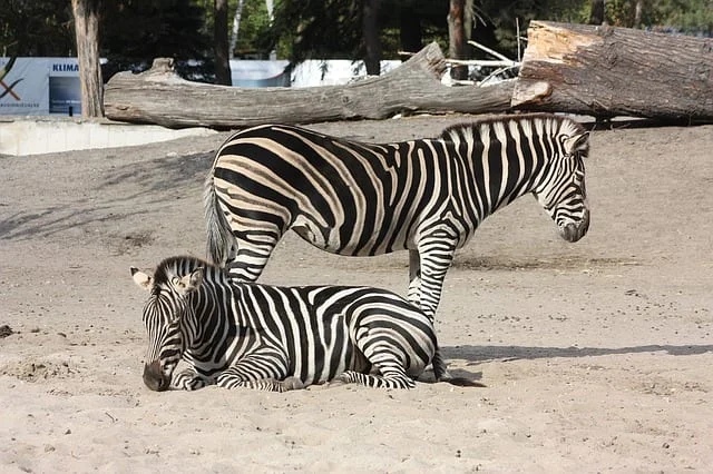 zebra w zoo wrocław