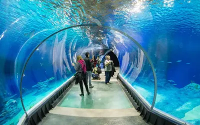 Wieczorne zwiedzanie Afrykarium