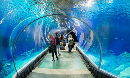 Wieczorne zwiedzanie Afrykarium