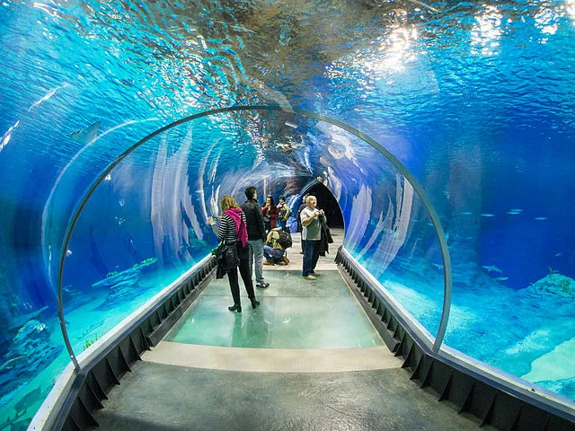 Wieczorne zwiedzanie Afrykarium