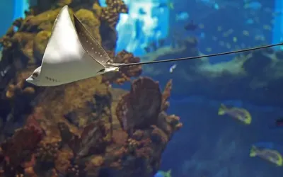Wieczorne zwiedzanie Afrykarium we Wrocławiu