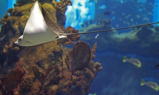 Wieczorne zwiedzanie Afrykarium we Wrocławiu