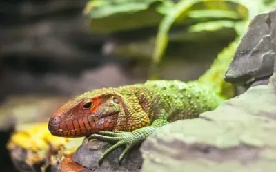 We wrocławskim zoo jest wiele okazów fauny i flory z całego świata.