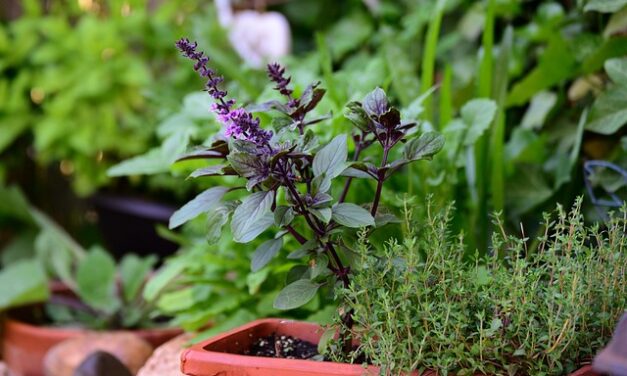 Aranżacja balkonów — oaza zieleni w środku miasta Wrocławia