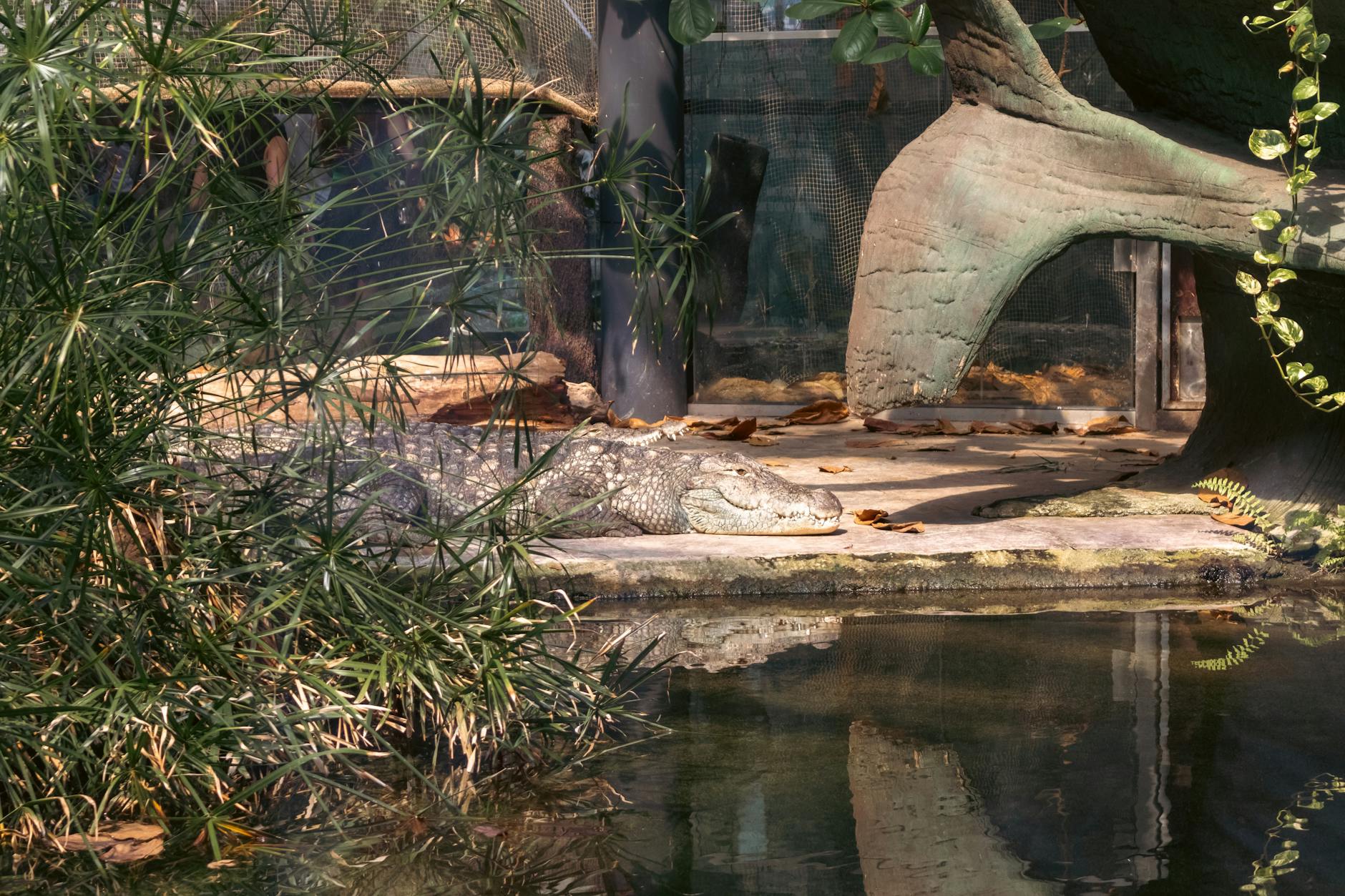 Afrykarium i ZOO Wrocław — przewodnik dla rodzin