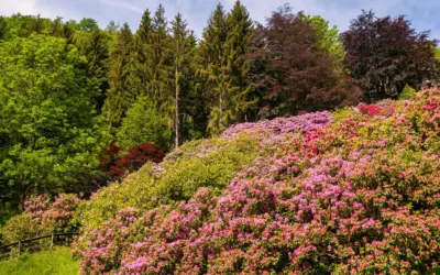 Arboretum Wojsławice – kiedy jechać i co kwitnie