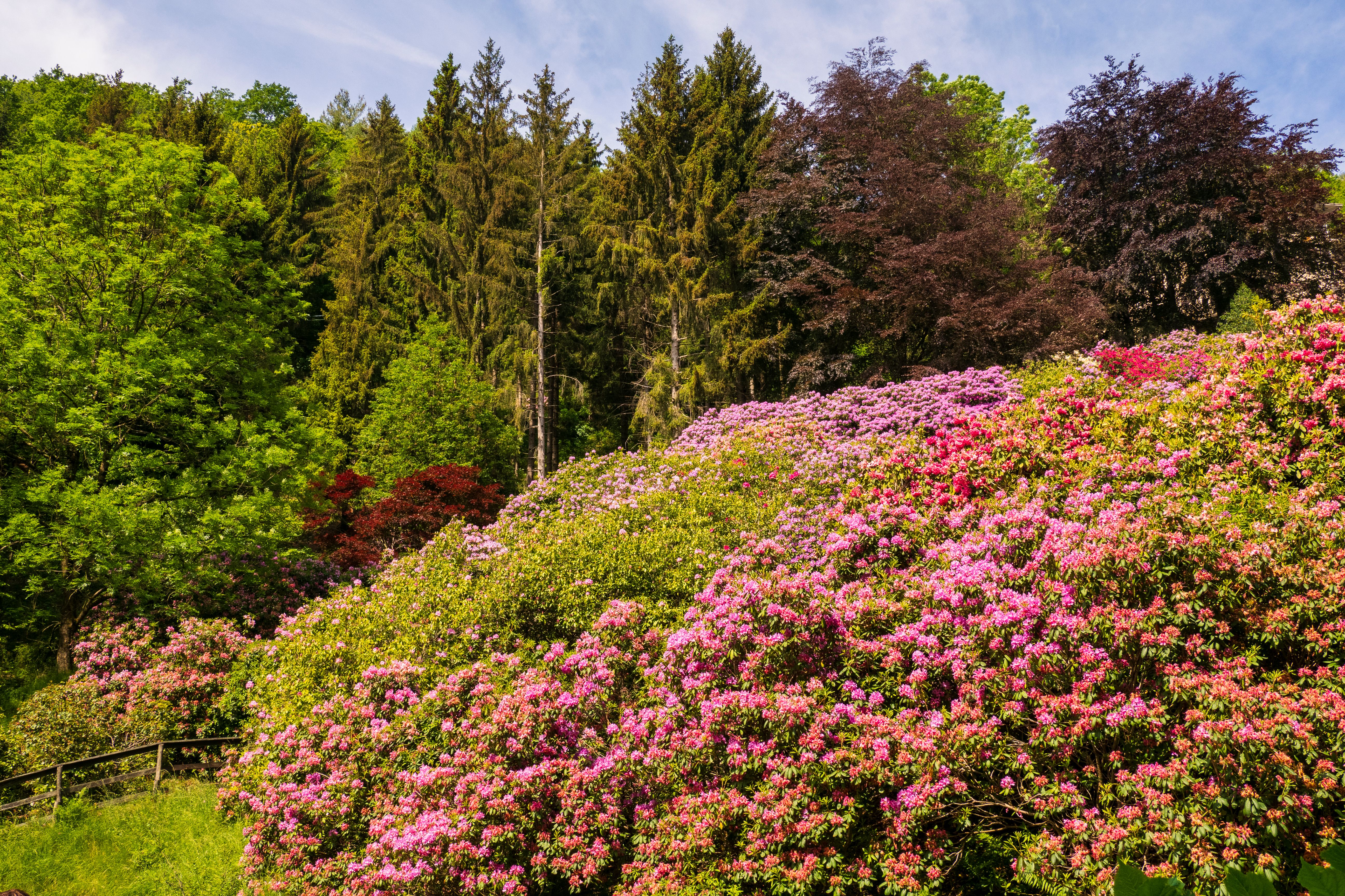 Arboretum Wojsławice – kiedy jechać i co kwitnie