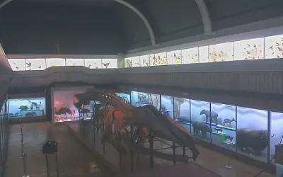 Szkielet płetwala błękitnego w Muzeum Przyrodniczym Uniwersytetu Wrocławskiego
